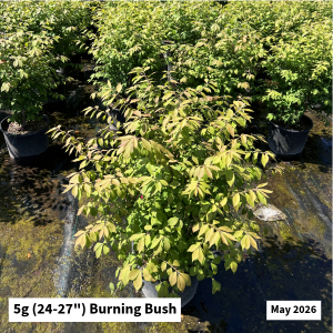 May 2026 5g Burning Bush Website